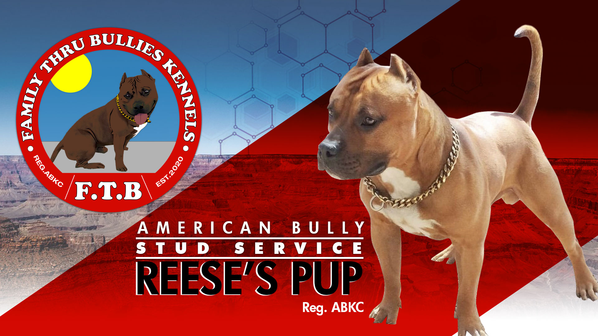 F.T.B. Kennels Stud Service